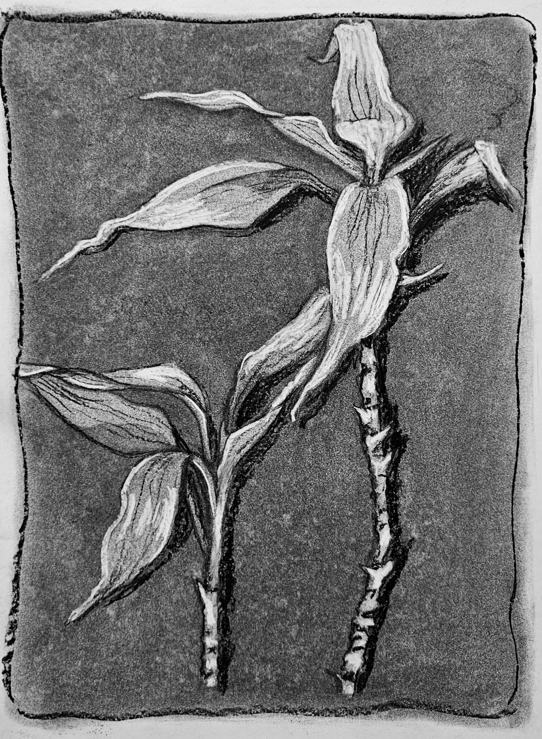 Drawing of a plant. Charcoal on paper.